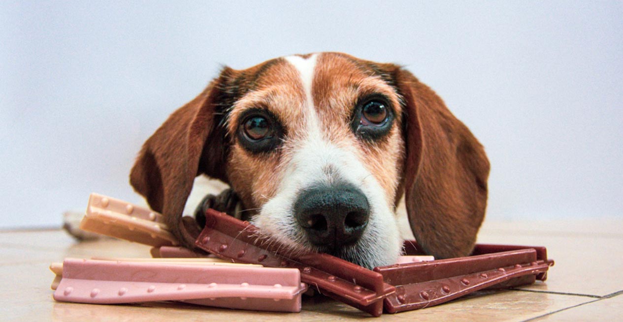  Chew Toys: Ensuring Good Canine Dental Health 